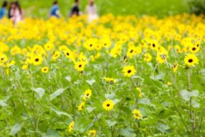 昭和記念公園の向日葵