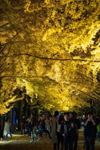 国営昭和記念公園の黄葉紅葉まつり2019-秋の夜散歩