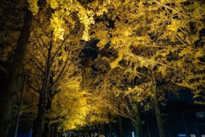 国営昭和記念公園の黄葉紅葉まつり2019-秋の夜散歩
