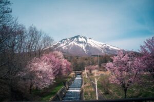 岩木山のオオヤマザクラ桜並木