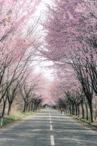 岩木山のオオヤマザクラ桜並木