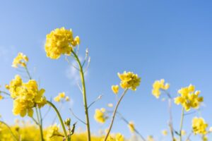 江戸川 菜の花ロード